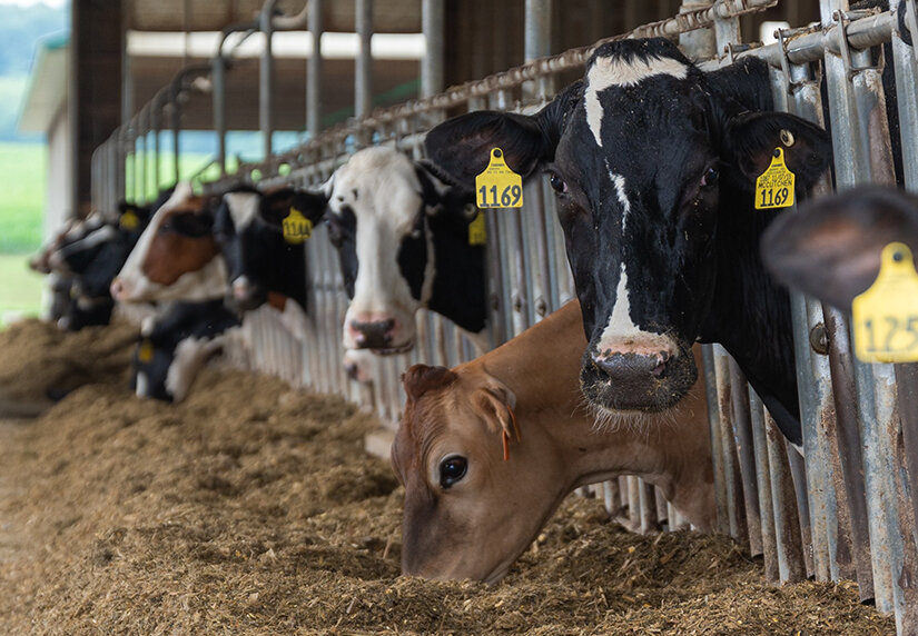 The newly updated Pierce County waste storage ordinance will not allow cow manure to be spread on fields in winter.