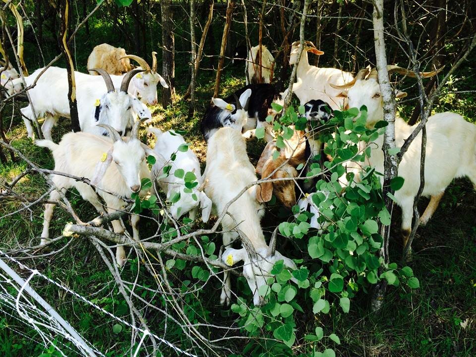 The City of Prescott hired Diversity Land Works, LLC for use of goats at Magee Park to manage the invasive species vegetation.