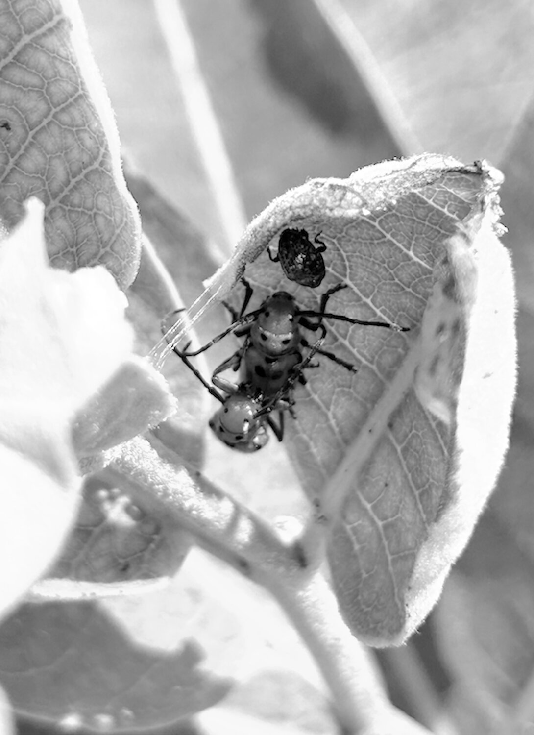 Bugs are an important part of many bird diets and other natural processes, shown here in black and white at the Dunes Park Reserve.