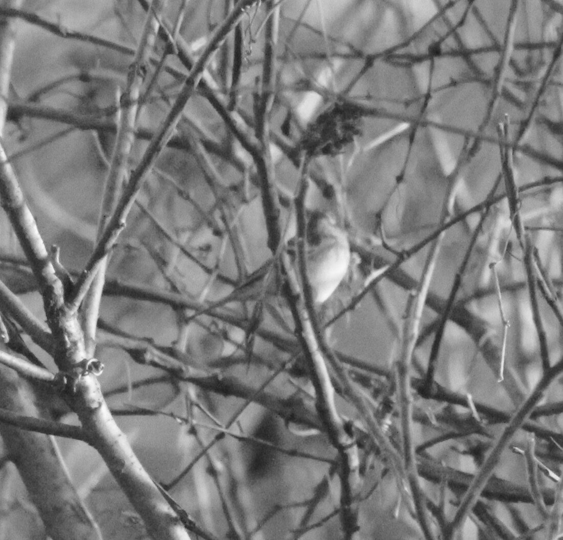 Perched in the bramble, this bird wasn't making eye contact but remains plainly visible in black and white.
