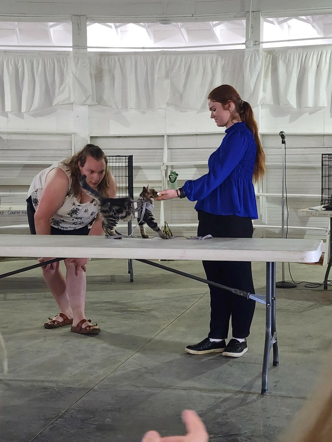 Cora Capatske with her short haired cat during cat judging on Friday, Aug. 2 in the Round Barn.