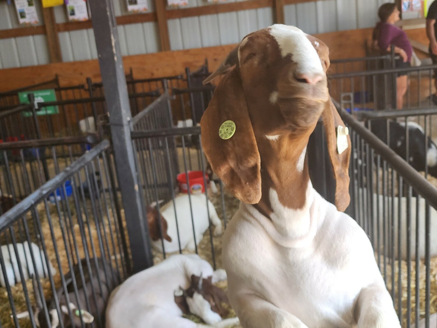 This goat in the Pierce County Fair Goat Barn looks like he’s smiling.