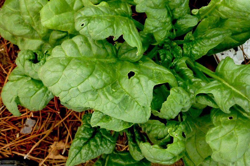 Holes in leaves and entire sections of leaves chewed away is evidence that spinach plants have been fodder for snails or slugs.