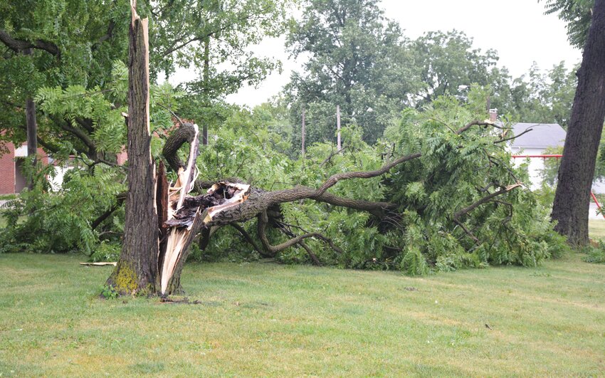 The Chrisman City Park lost two large walnut trees in Thursday&rsquo;s storm. Like other communities multiple trees and limbs fell throughout the city with some trees landing on homes.