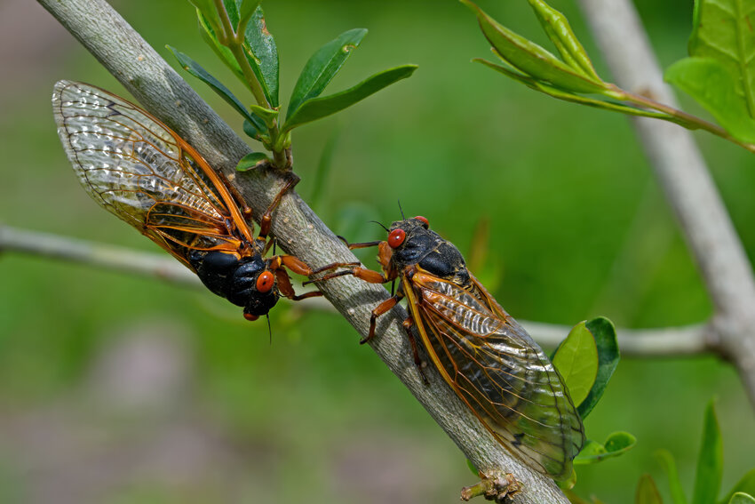 Some of us live in a noisy world of non-stop noise.&nbsp; Fortunately, cicadas only serenade from mid-morning to late afternoon during the day&rsquo;s heat. They shut down at night.