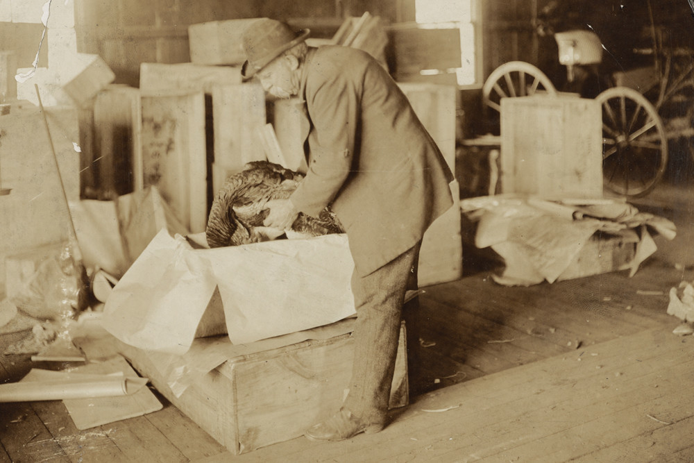 Turkey farmer Horace Vose packs up Theodore Roosevelt's Thanksgiving turkey in 1902
