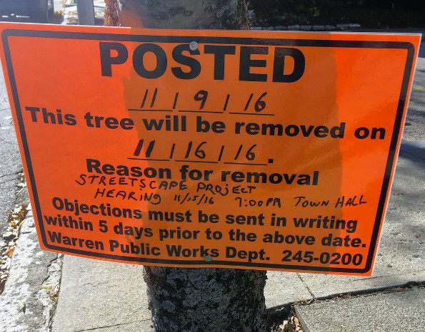 A tree marked for removal on Water Street.