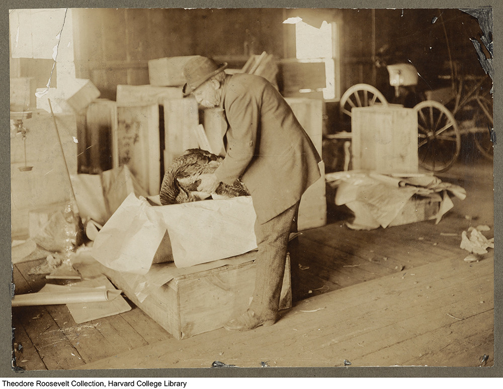 Horace Vose, the turkey king of Westerly, preparing a holiday bird for President Theodore Roosevelt in 1902