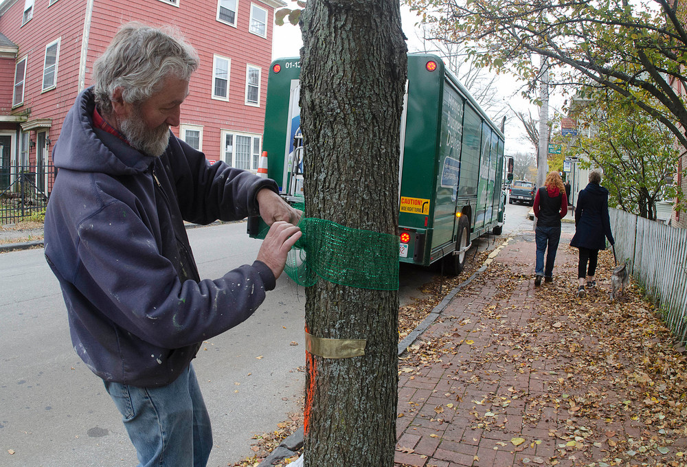 Davison Bolters places a green ribbon on a Water Street tree, earlier scheduled for removal, that will be saved.