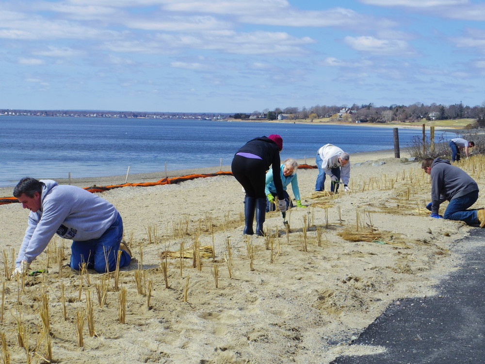 Volunteers planting beach grass at Barrington Beach