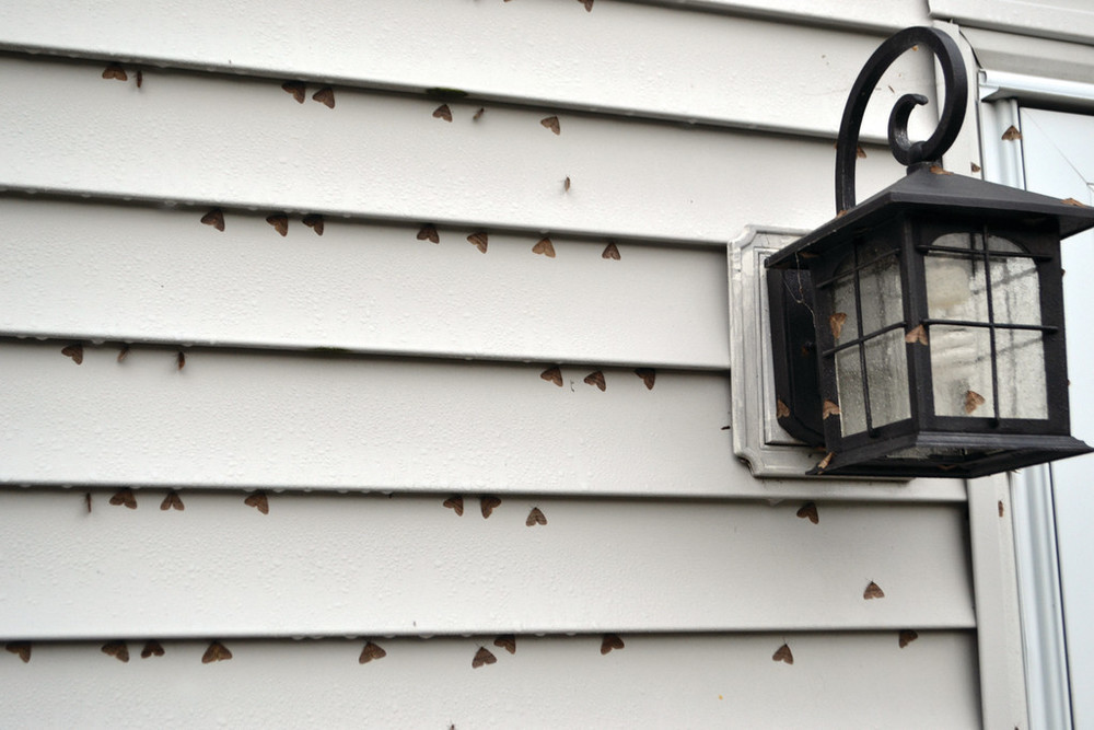 INFESTED: Dozens of male winter moths gather on the outside of a home near a light. The invasive insect&rsquo;s population has exploded in recent years throughout the state, and now is the peak time of the year as adults emerge from the ground to reproduce.