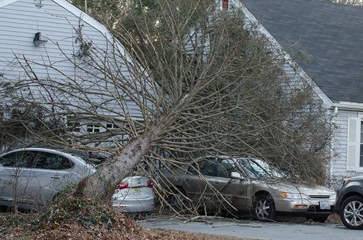 High winds toppled a tree onto a car on Sowams Road in Barrington Friday morning.