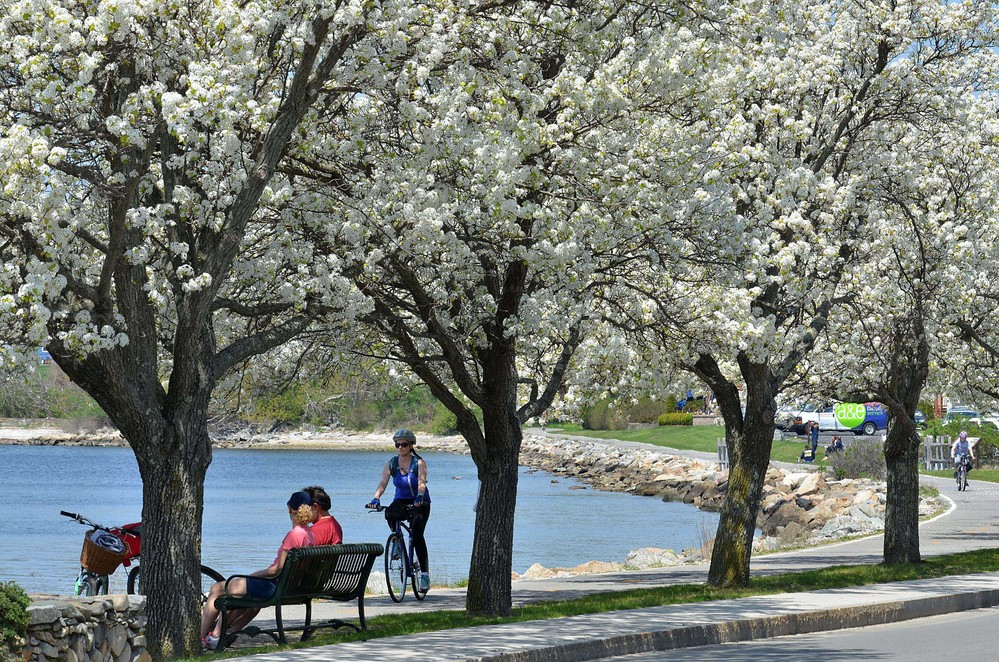 Dogwood trees bloom along Bristol Harbor last spring. The town&rsquo;s vibrant waterfront contributes to its &ldquo;most scenic&rdquo; designation.