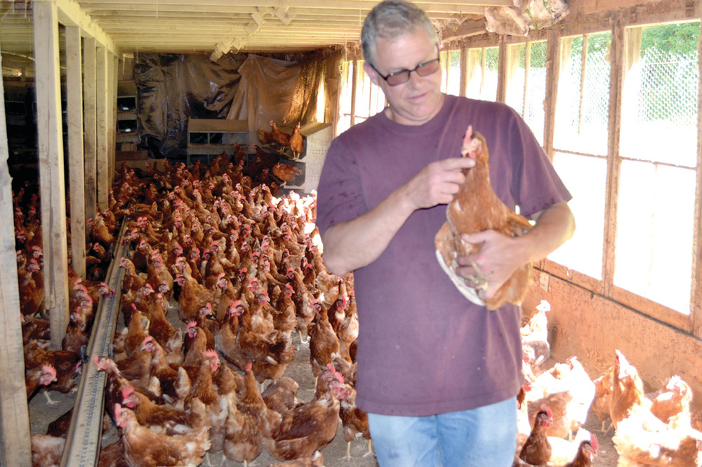 COOPED UP: Bob Stamp of Stamp Farm, pictured with one of his nearly 3,000 hens, has had a rough few months during the construction of the Greenville Avenue sewer and water extension project.