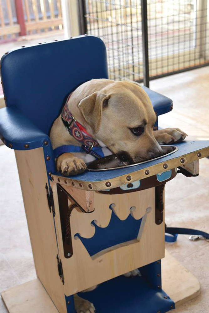 Truman, a pit bull, lab mix, needs to use a special Bailey chair, which allows him to sit straight up, due to muscle issues with his esophagus.