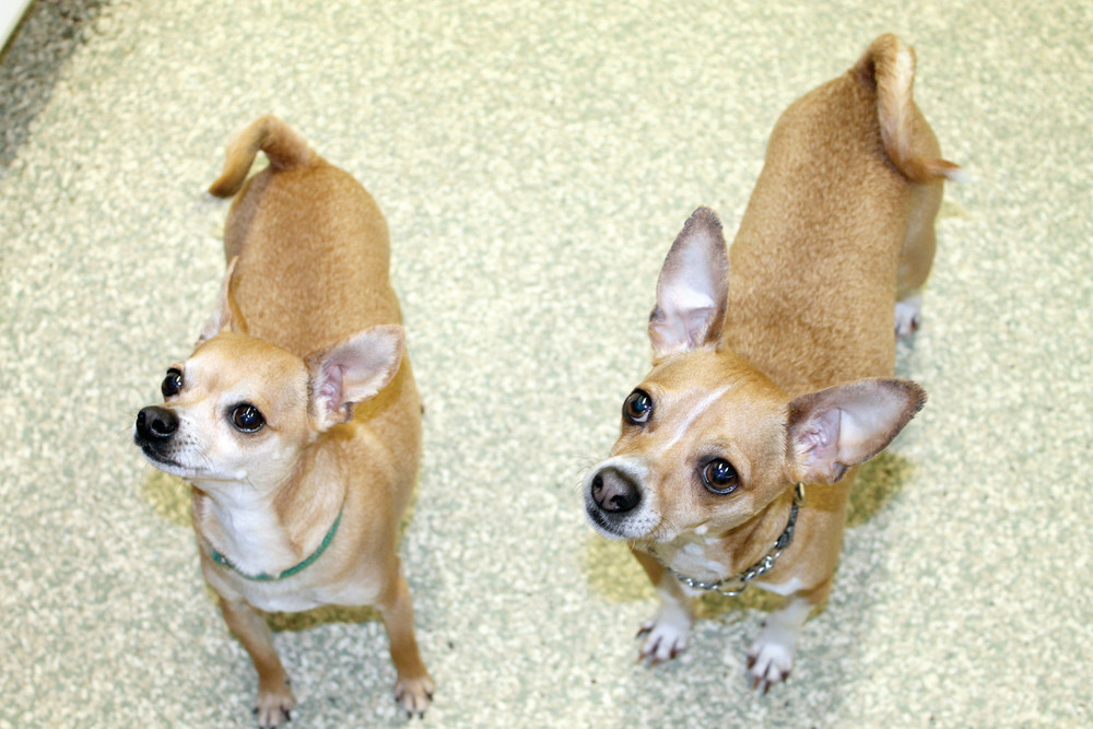 Meet Max and Tippy aka the dynamic duo! These two may be small in size but are big in personality! These brothers who are one year apart in age, Max (left) is 4 and Tippy (right) is 3. They were turned in by their owner who could no longer care for them but they are ready to find a new loving forever home together. When they first meet new people they do bark but quickly they quite down once they feel comfortable! The shelter staff will tell you once they know you they are as sweet as pie. They are in search of an adult only household where they can enjoy your company and be together, they really are a bonded pair. There is an old saying &quot;Two is better than one!&quot; If you'd like to meet this adorable pair please contact the Warwick Animal Shelter at the following information: Visit Max and Tippy at 101 Arthur Devine Blvd. Warwick, RI visiting hours: M, T, W, F 12 - 4 PM; Sat &amp; Sun 11 AM - 3 PM; closed Thursdays and holidays, or call 401-468-4377 for more information. Photo credit: Karen Kalunian