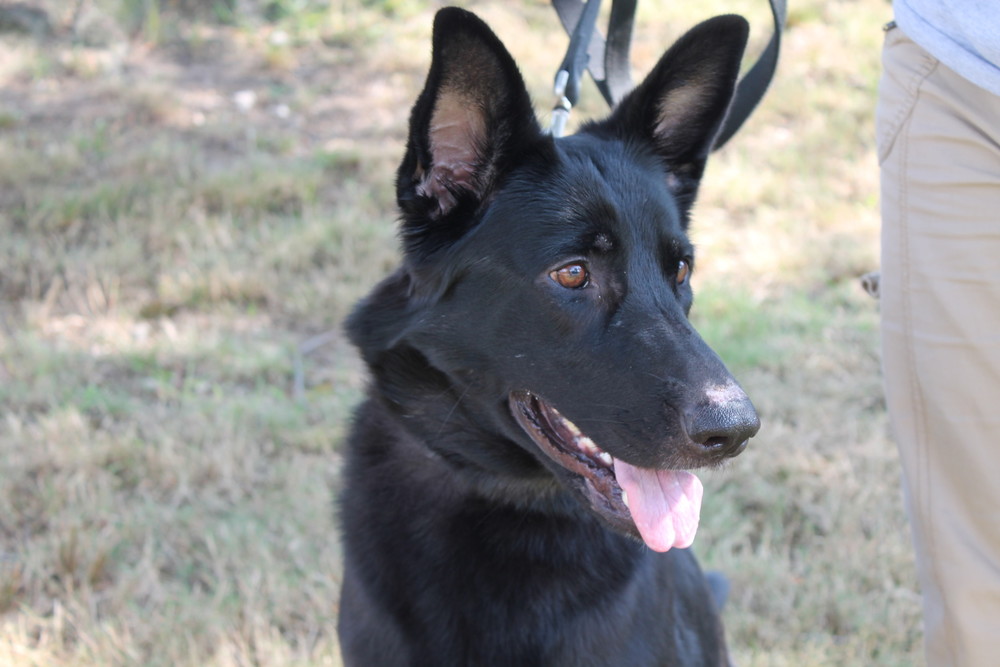 Coco, the purebred German Shepherd, is available now at the Warwick Animal Shelter. Come down and say &quot;hallo&quot; today!
