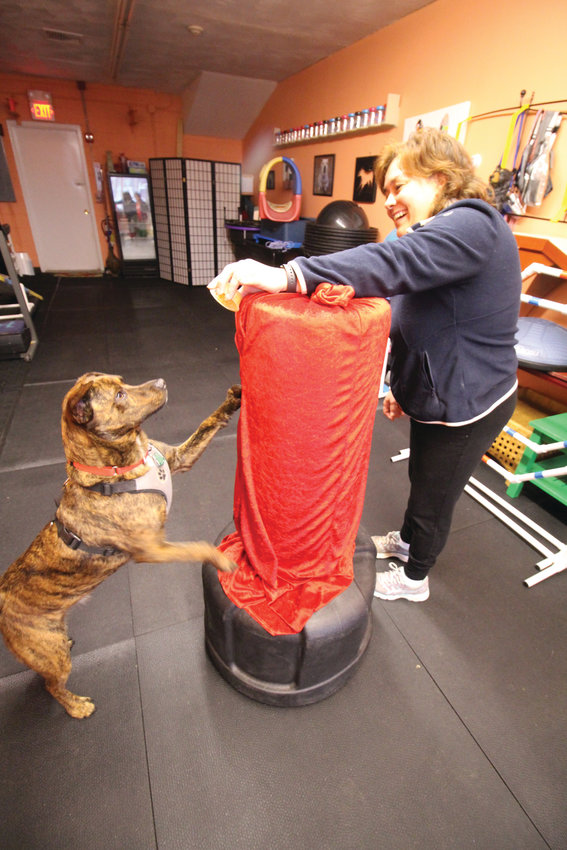 DOG WITH A PUNCH: Deb Quattrini works with Hunter on his punching &ndash; actually more of a stretch at the gym.