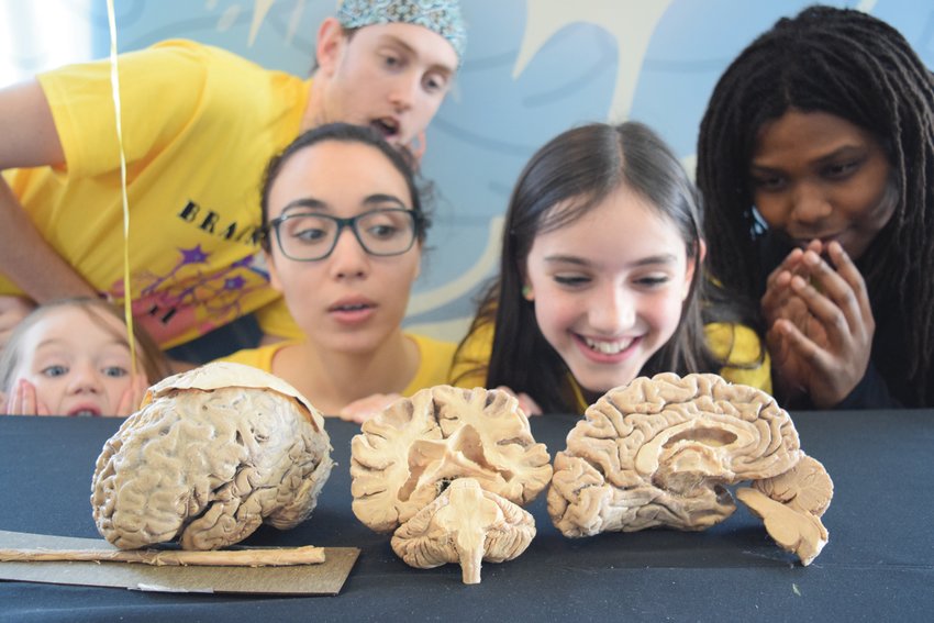 HANDS ON LEARNING: Kids gaze in wonder at pieces of the brain at the 2019 Brain Week Rhode Island festival.