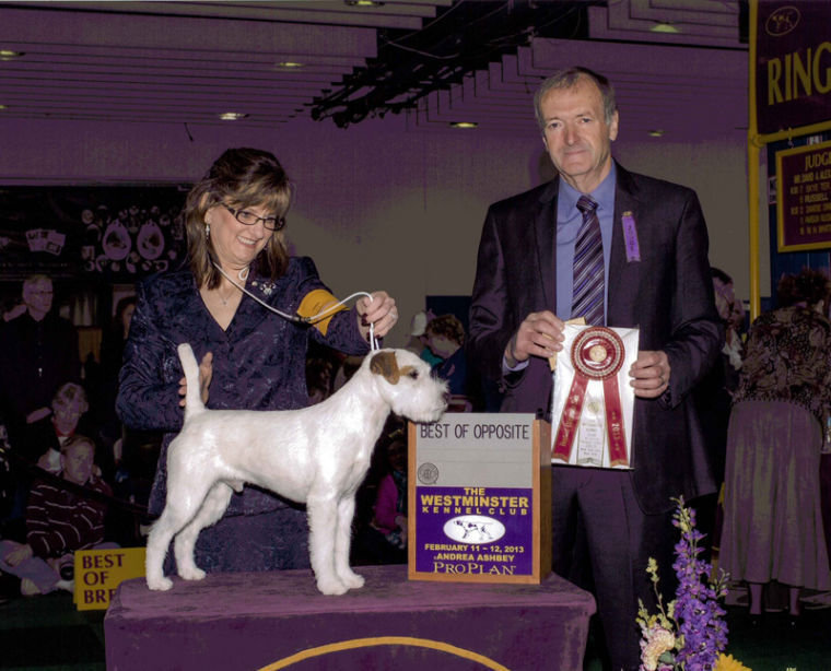 Best of Opposite Dog Show: Unforgettable Moments & Top Highlights