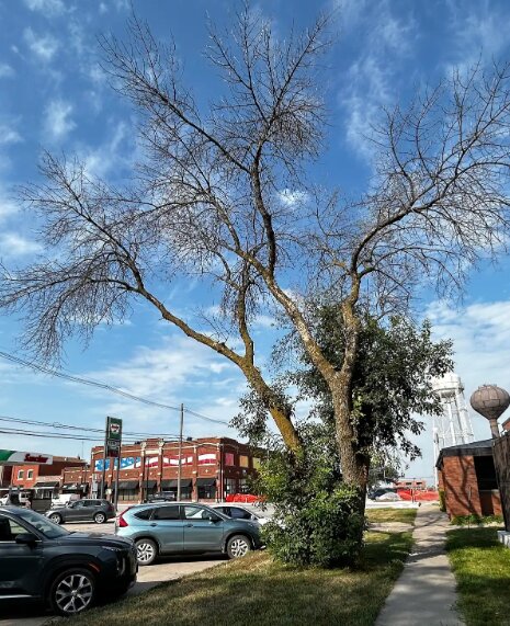 Seward Street Superintendent Bob Miers said this tree is among about 70 that are to be removed from city right of ways due to emerald ash borer, wind, heat and storm damage. Tree work is performed by the street department crew as other priorities permit.