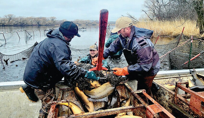Myles “Buzz” Rolbiecki (left) and Tony Havranek, WSB Director of Fisheries, take a carp-filled net from Chase Ellingson in Ashley Bay April 8 in Sauk Centre. Approximately 20,000 pounds of invasive carp were eradicated from Sauk Lake that afternoon. 