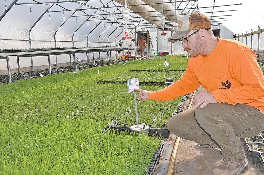 Ridge Campbell squats down to inspect bottlebrush grass April 11 at a Minnesota Native Landscapes greenhouse in rural Foley. MNL manages several hundred acres of production fields in the Foley area.