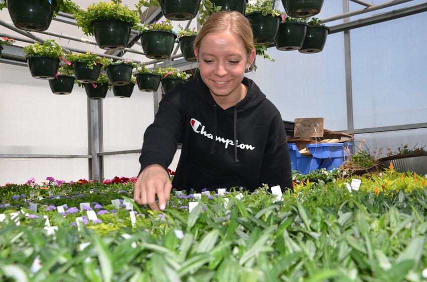 Foley High School senior Shelby Knosalla reaches for flowers April 30 in the greenhouse. Knosalla and classmates planted and monitored more than 5,000 plants that will be on sale May 9-10.