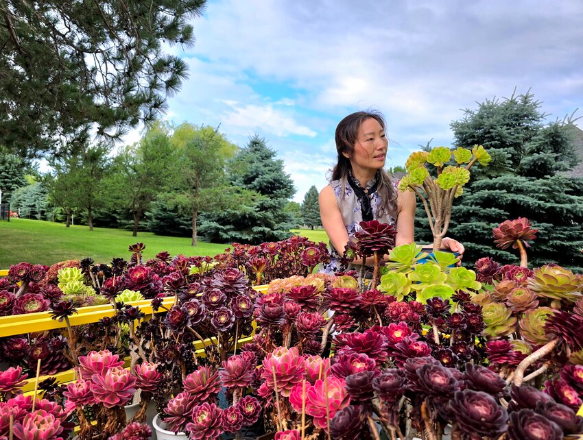 Jing Zhang admires 800 succulent varieties at her Sauk Centre home July 15. Zhang cares for more than 1,000 succulents at Jing’s Garden.