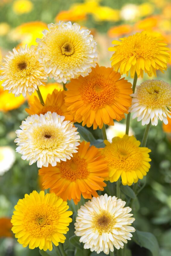 A “Kinglit Mix” of calendula blooms in shades of white, yellow and orange. The National Garden Bureau has highlighted  calendula, also known as pot marigold, as an Annual of the Year.
