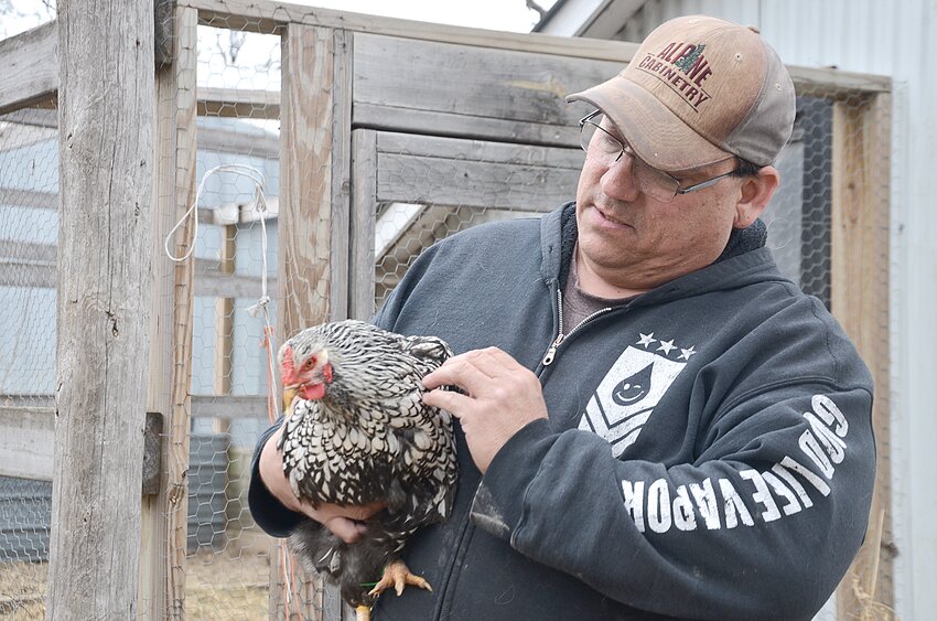 Randy Connors holds a chicken after feeding his flock of about 20 birds March 18 in Foreston. Connors started raising chickens to save money on eggs about six years ago and has since determined the hobby is more costly than he initially thought.