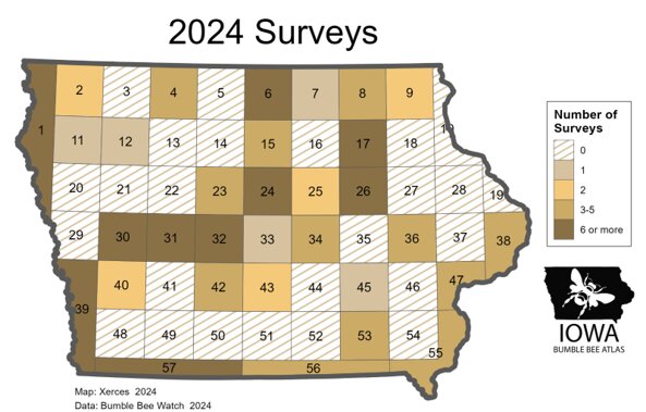 These are the Bumble Bee Atlas Survey Grid cells. Solid brown cells had at least one survey in 2024. Striped cells have had no survey yet. Be the first one!