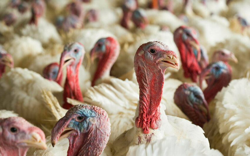 The economic impact of avian influenza on the poultry industry can be substantial. Stephen Ausmus d655-55