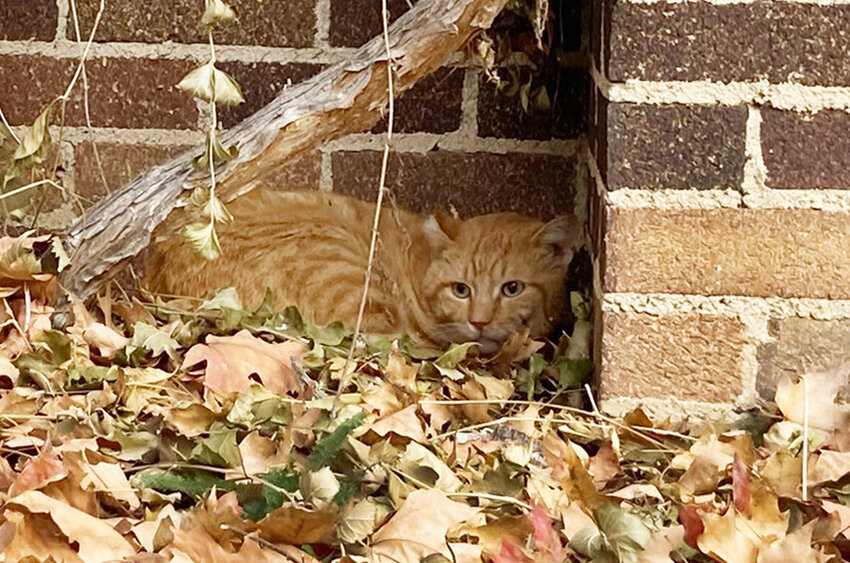 A feral cat roosts outside a residence on Irving Street. The TNR program would respond to calls about feral and stray cats.