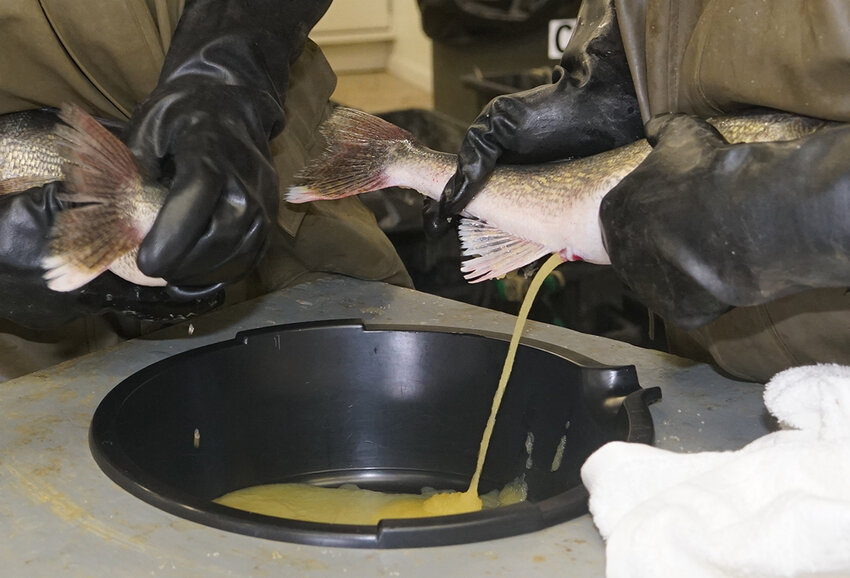 A female walleye is stripped, adding to the egg harvest.
