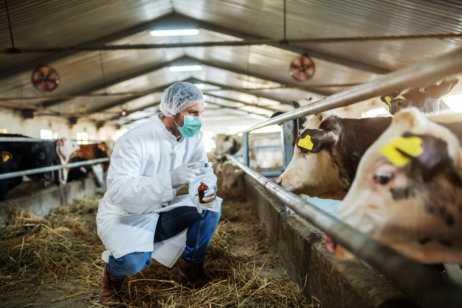 Bird flu’s spread from poultry to cattle to humans provokes worry among ...