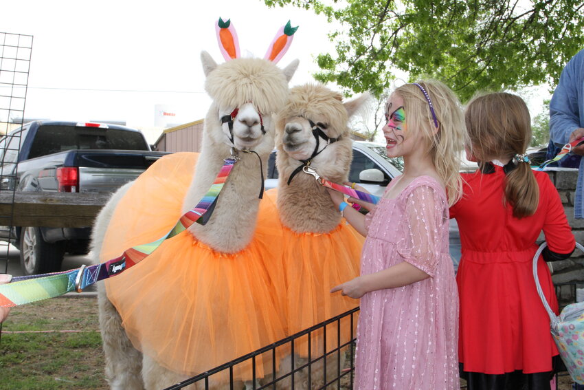Stella Barnard and Preslie Collins pet a pair of alpacas, provided by Wise Alpaca Farm, at last year’s Springtown Hop & Shop event.