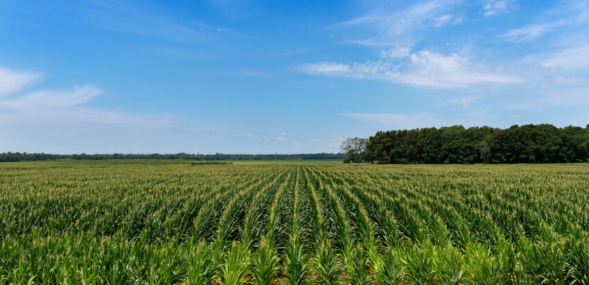 Corn Field in Mississippi Previously Occupied by Native Mississippians